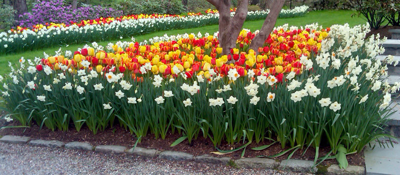 Spring Bulbs (Tulips, Daffodils, Hyacinths, Gallium and more)