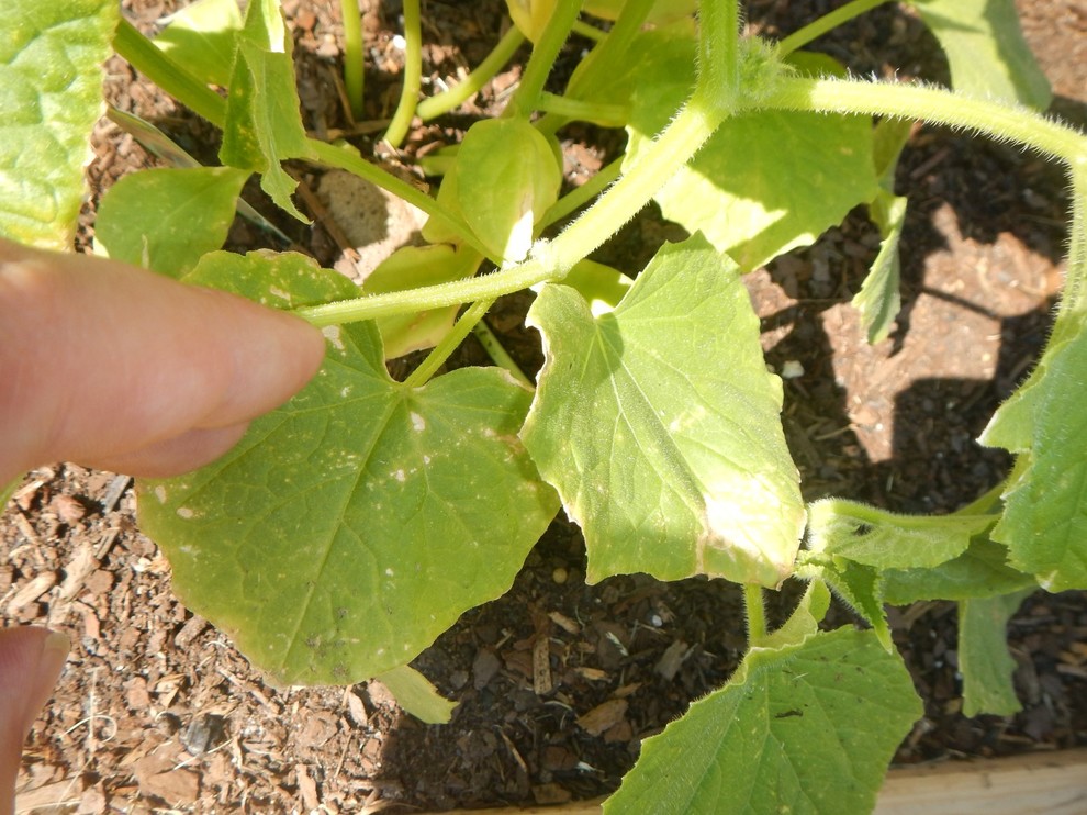 Cucumber leaves with white edges