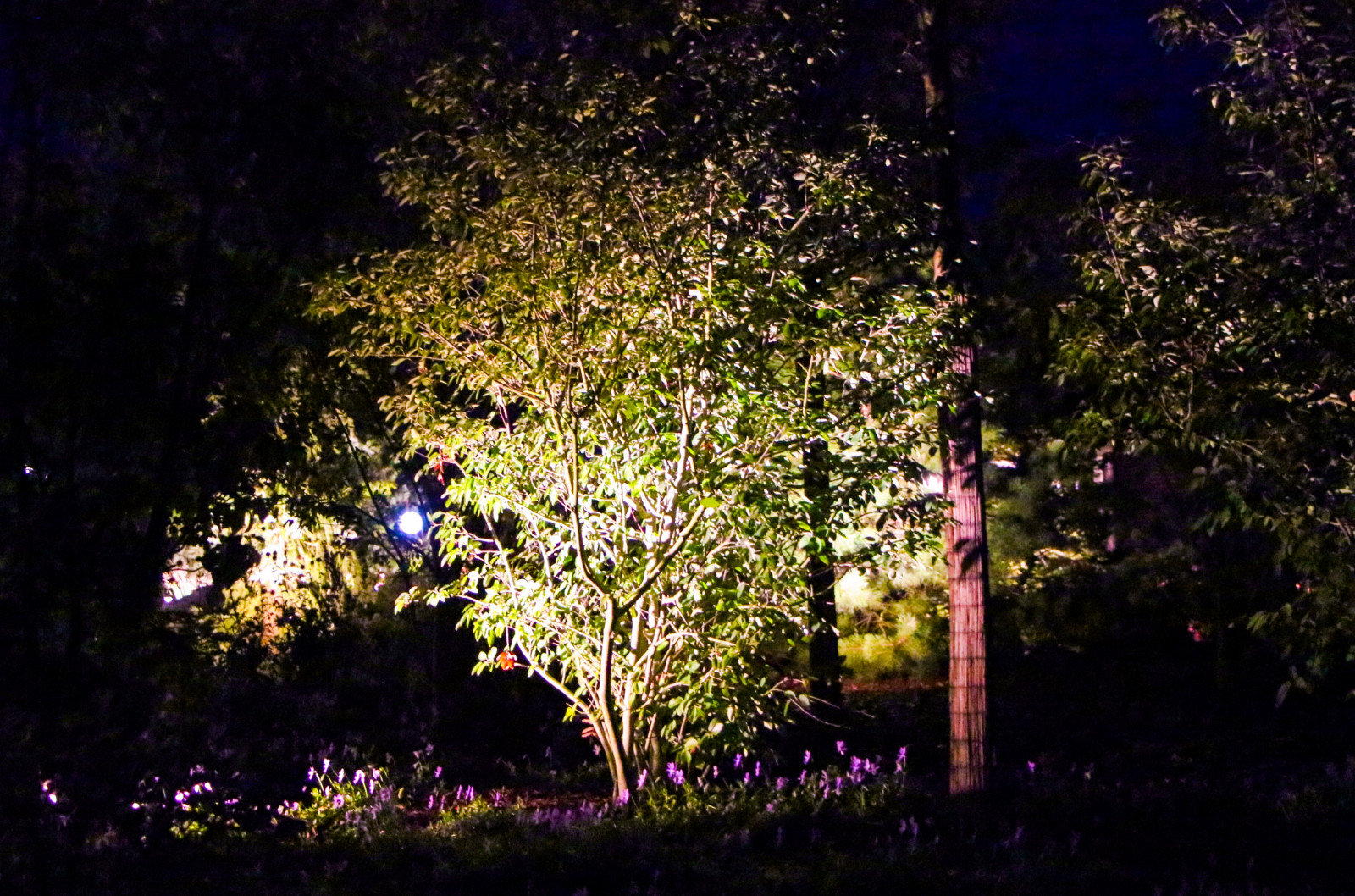 Горки-10, ночной сад, 2017-2020 гг.