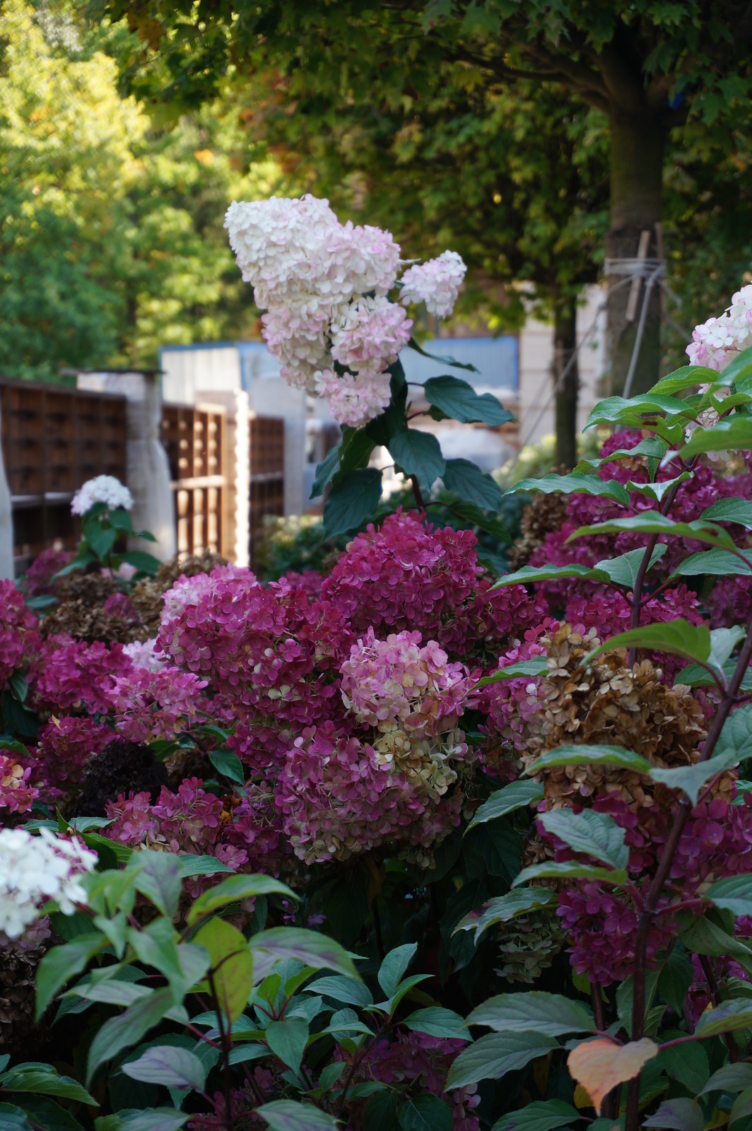 Современный ландшафтный дизайн.