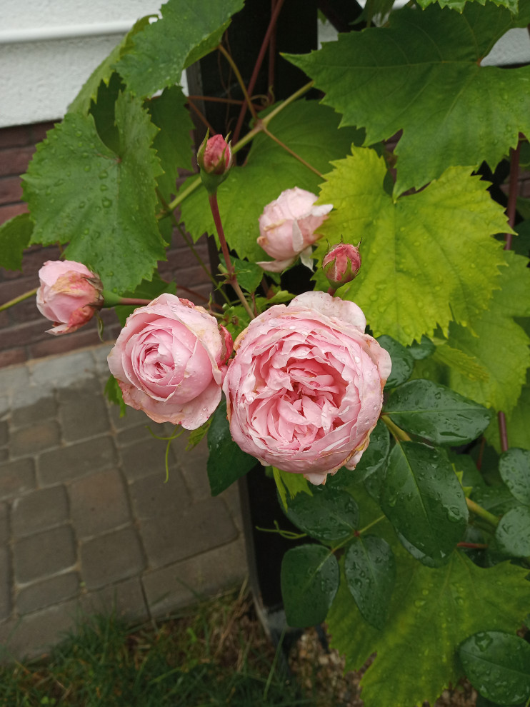 Сад в Рожновке