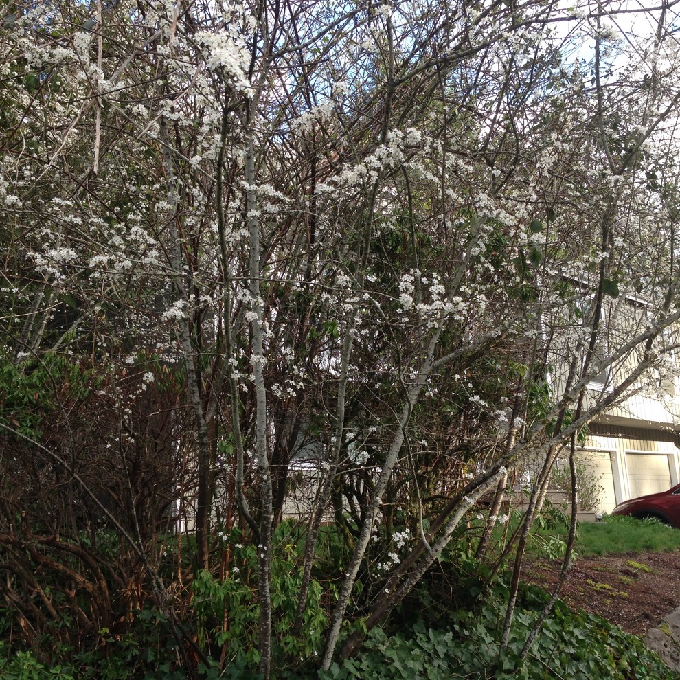 Thorny cherry tree? Is it invasive?