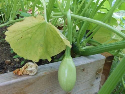 Squash leaves turning yellow ... what can I do