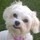 teri_bentley