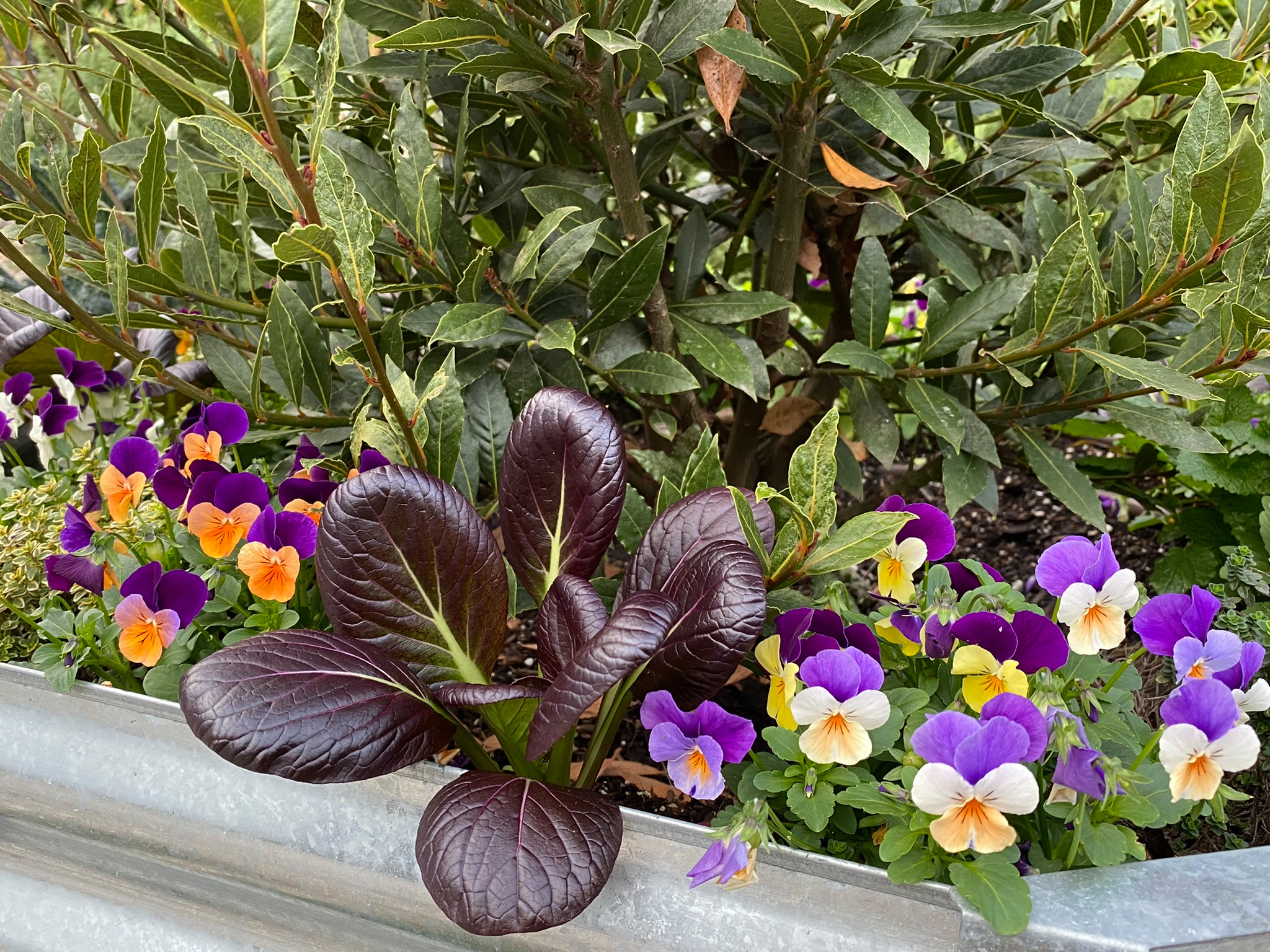 San Pedro, CA - Rustic Kitchen Garden