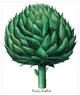 Globe Artichoke Basilius Besler Botanical Poster 24x36