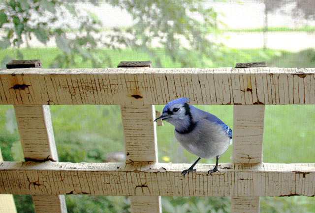 Backyard Birds: Meet Some Clever and Curious Jays