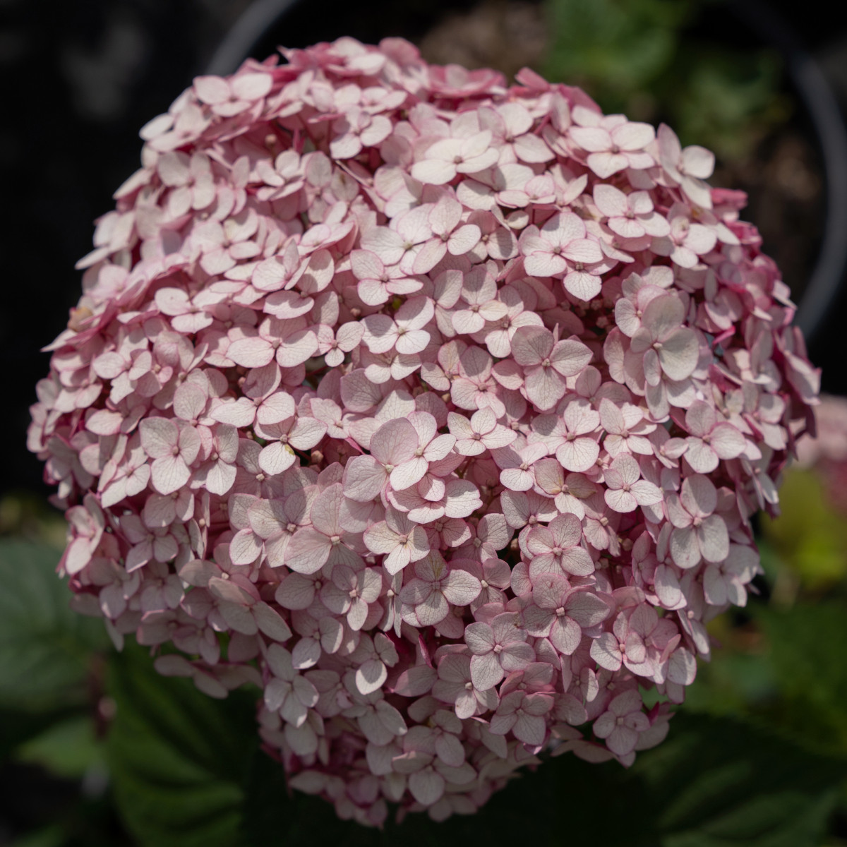 Гортензии для сада премиум-класса