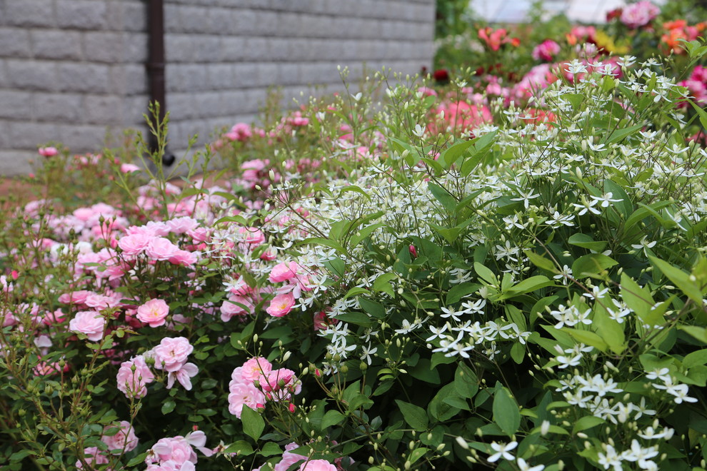 Розарии в садах NB-GARDEN