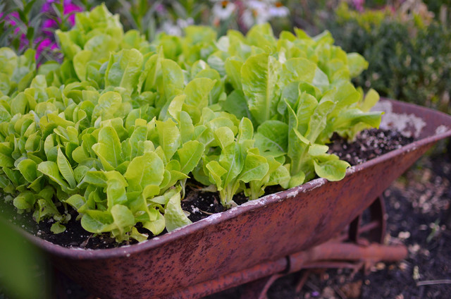 Salat ziehen für Anfänger Aromatischfrisch in den Frühling