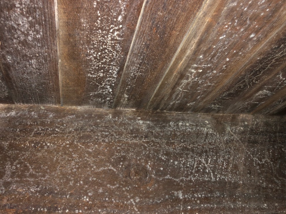 Mold On Basement Floor Joist