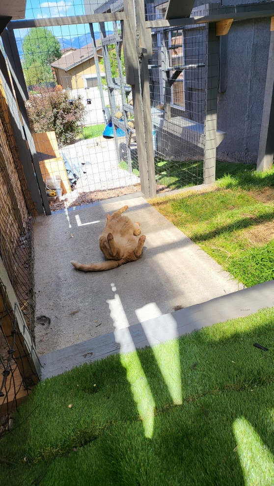 The Purr-fect Playground✨