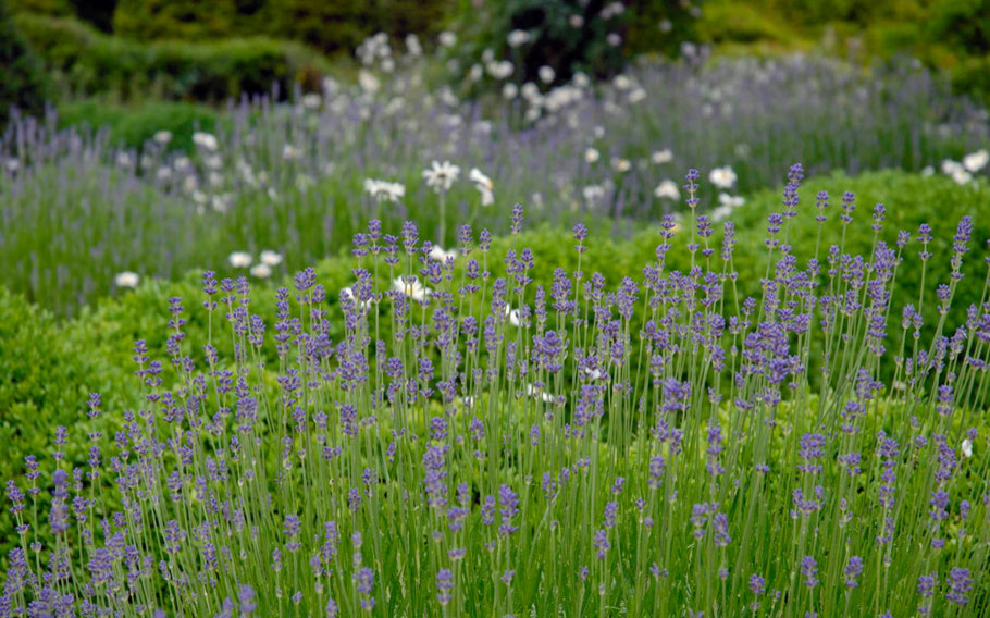 Фото, ландшатный дизайн