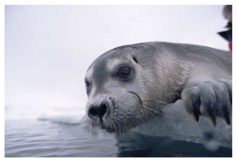 Bearded seals adaptations image