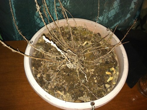 how to revive my lavender plant how to revive my lavender plant