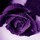 gary_grissett3066847