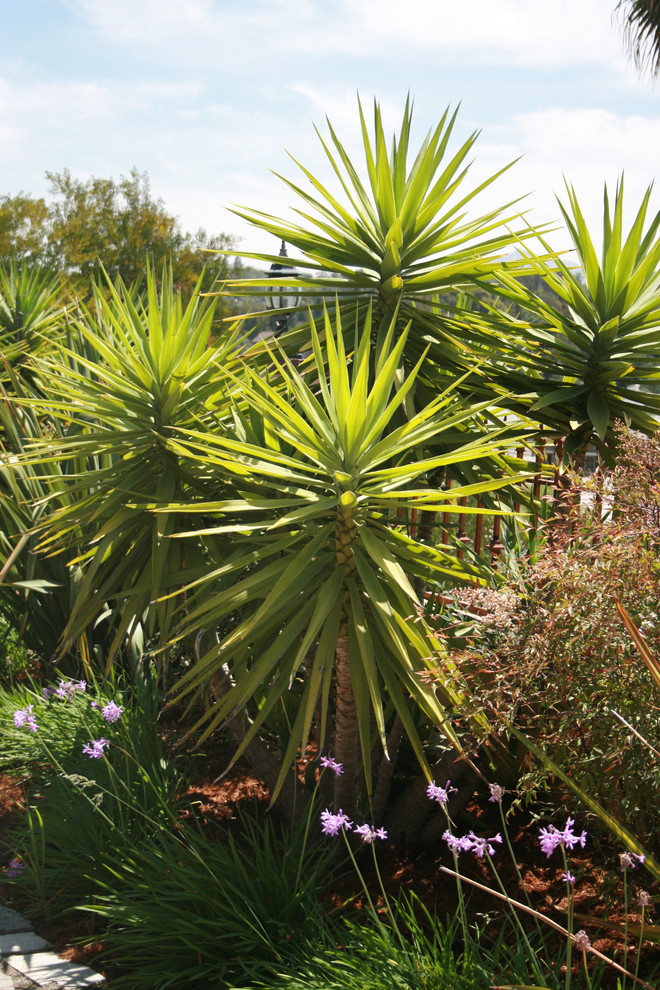 Plants Tropical Landscape San Diego by Belle Terre Landscapes