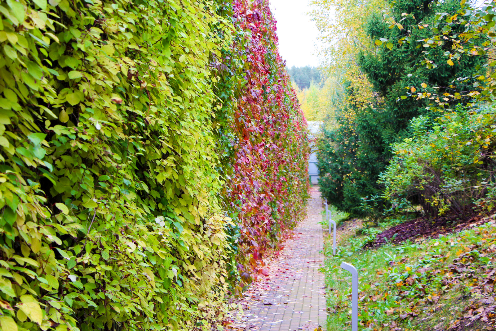 Лобаново, 2012-2021 гг.