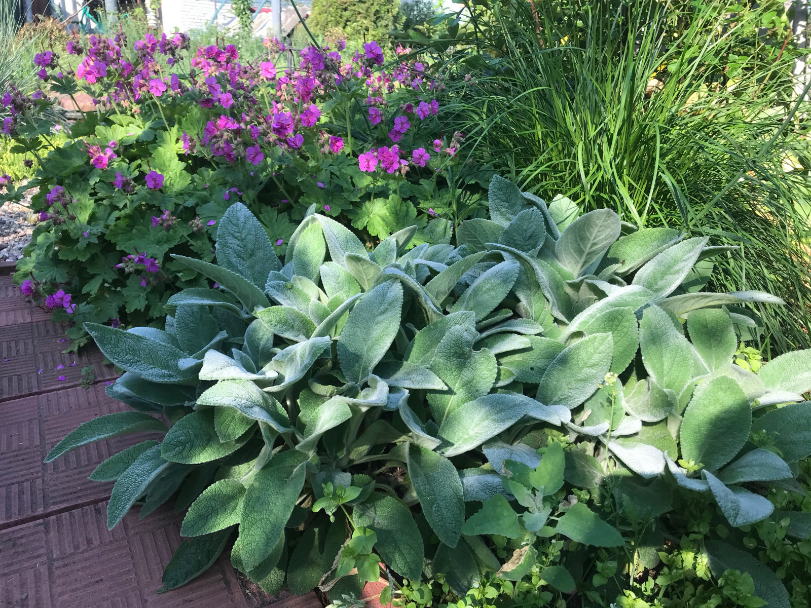 Сад на песках