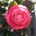 susan_lauer