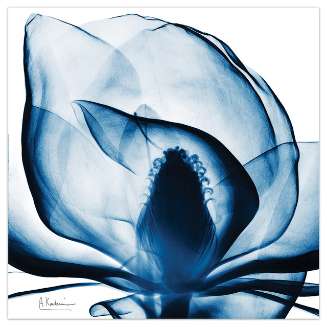 Fast Empire Art Direct Blue Magnolia X Ray Flower Wall