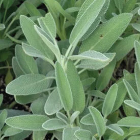 Sage