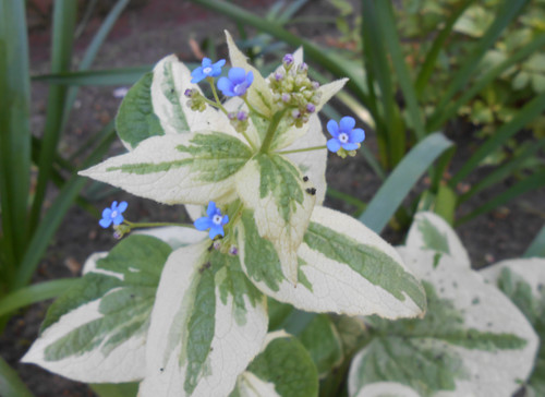 Small Blue Flowers Two Plants