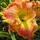 mike_z6