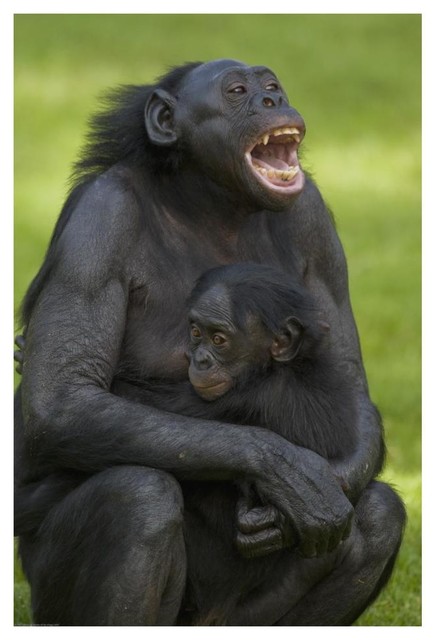 Bonobo study picture