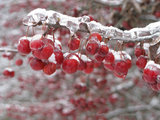 7 Cose che Puoi Fare per Apprezzare un Giardino Anche d’Inverno (8 photos) - image  on http://www.designedoo.it