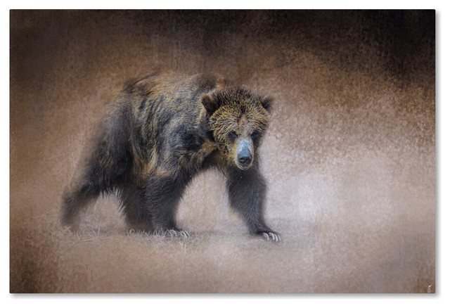 Jai Johnson 'Young Grizzly Bear' Canvas Art, 47 x 30