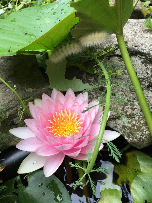 What is this eating my water lily leaves?