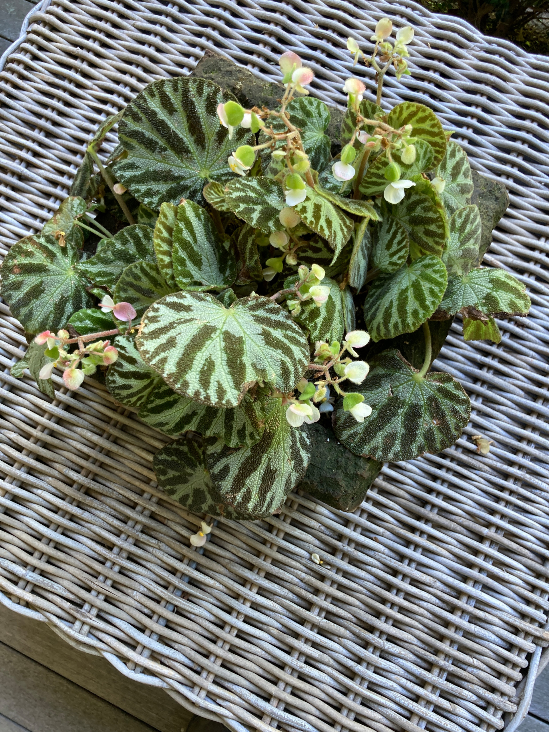 Spring and Summer Container Gardens