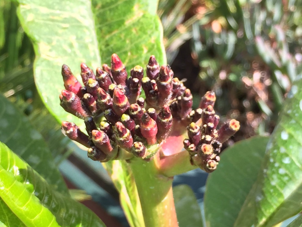 Plumeria Flower buds falling off