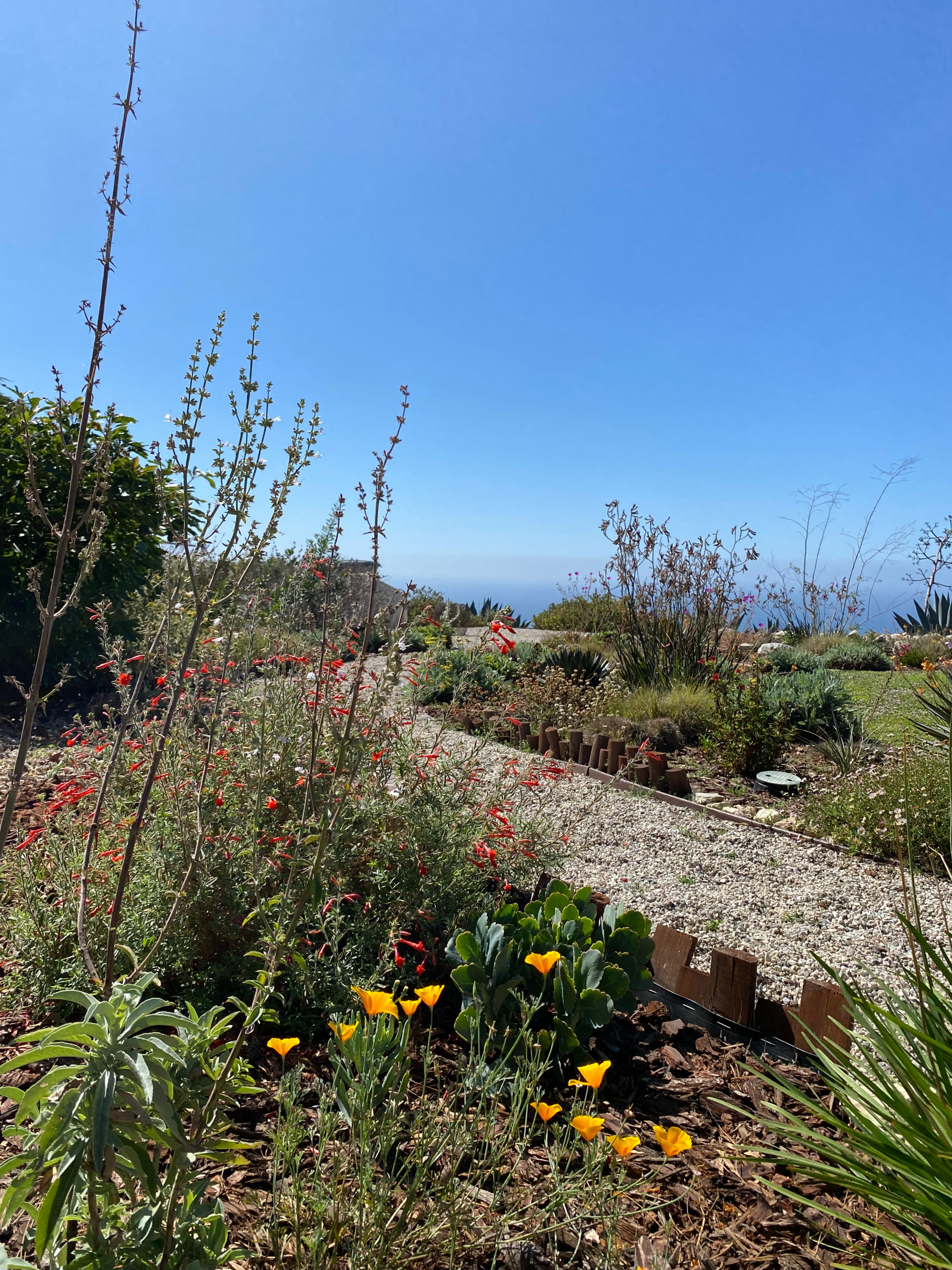 Rancho Palos Verdes, CA - Regenerative California Native Garden