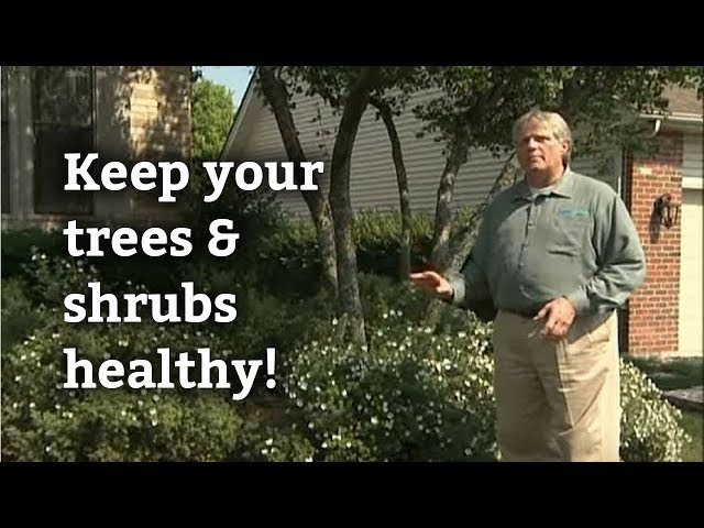 Keep your trees and shrubs healthy