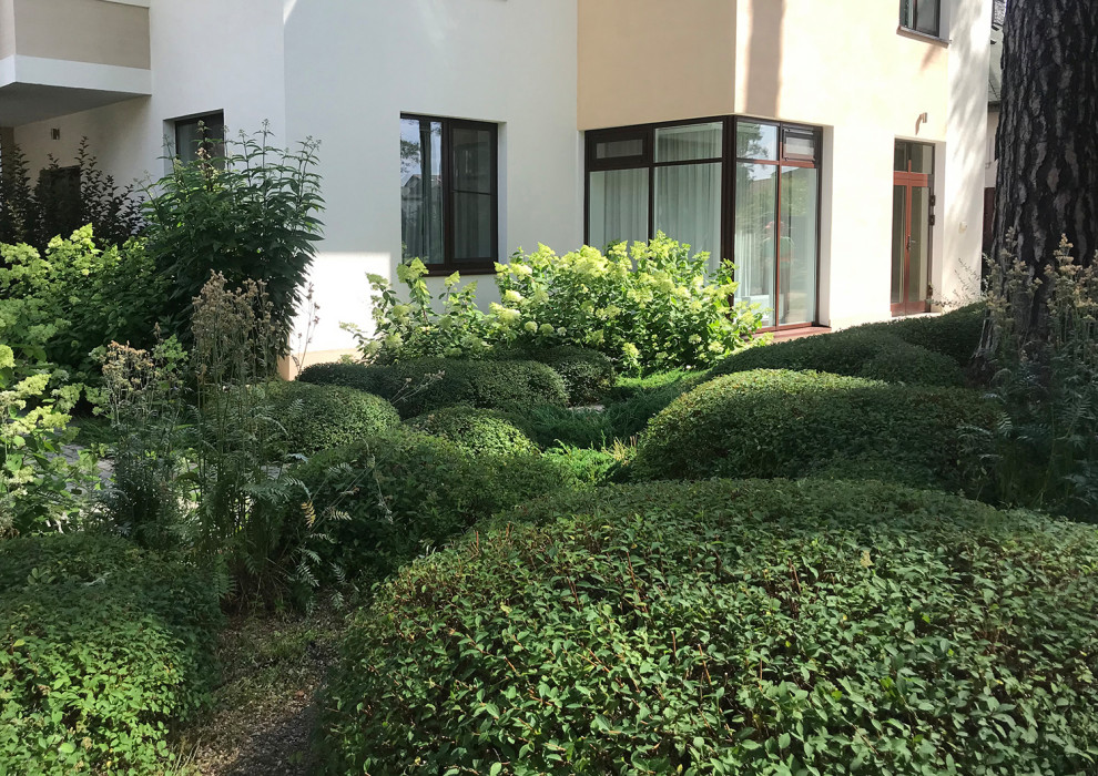 Между большими соснами. Формирующая обрезка.