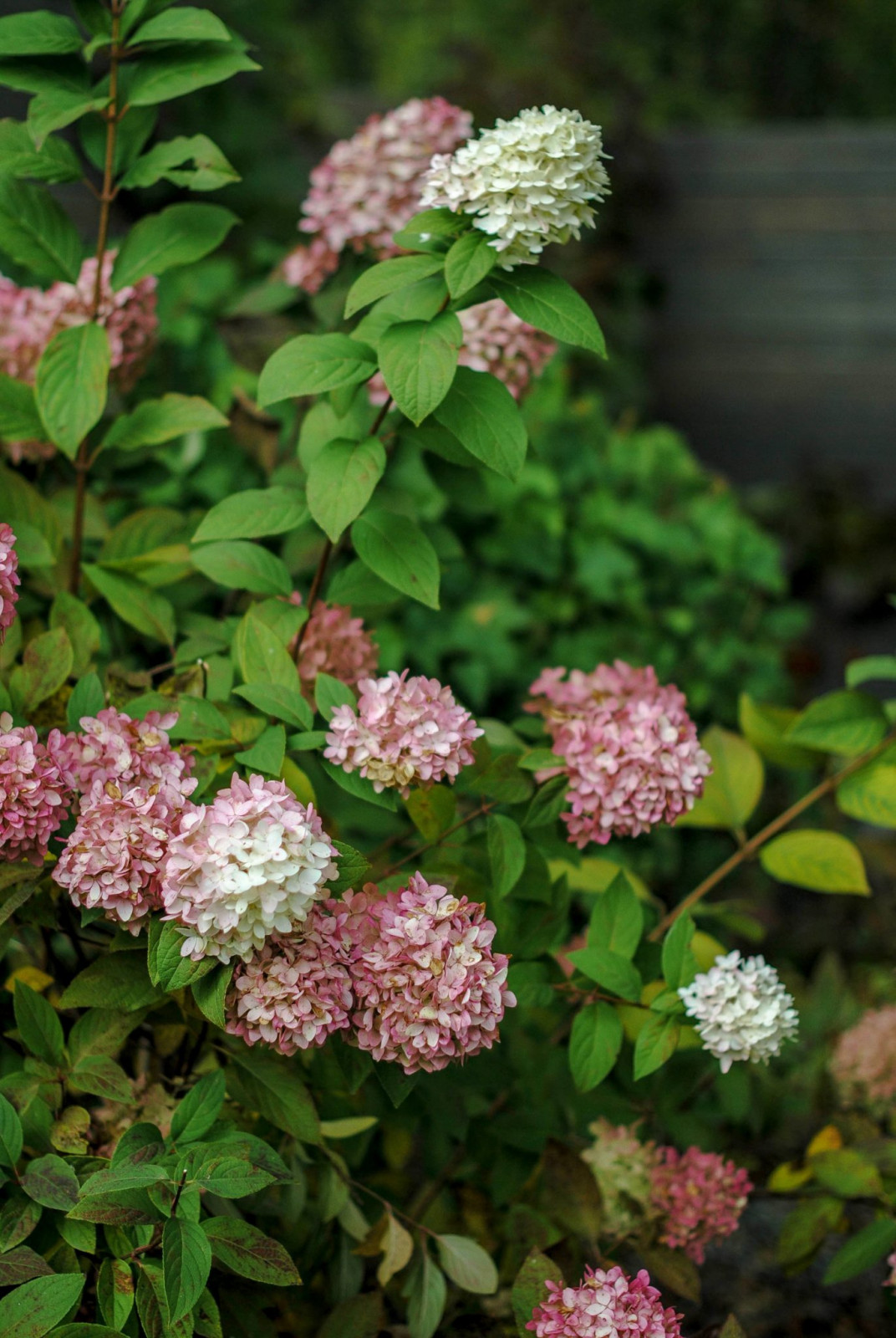 Частный сад в Нижегородской области