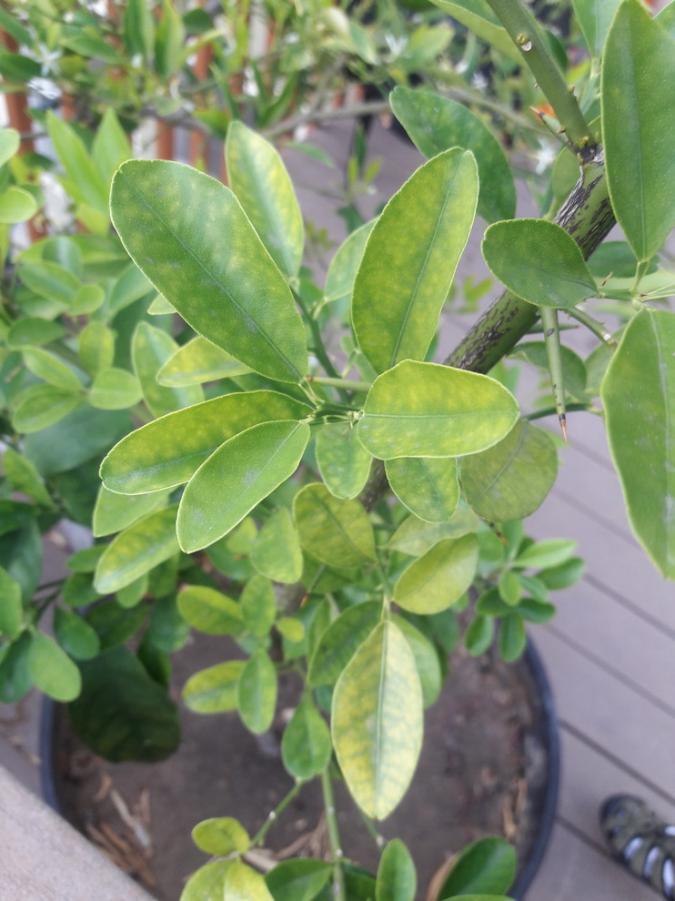 Yellow splotches on my kumquat tree leaves