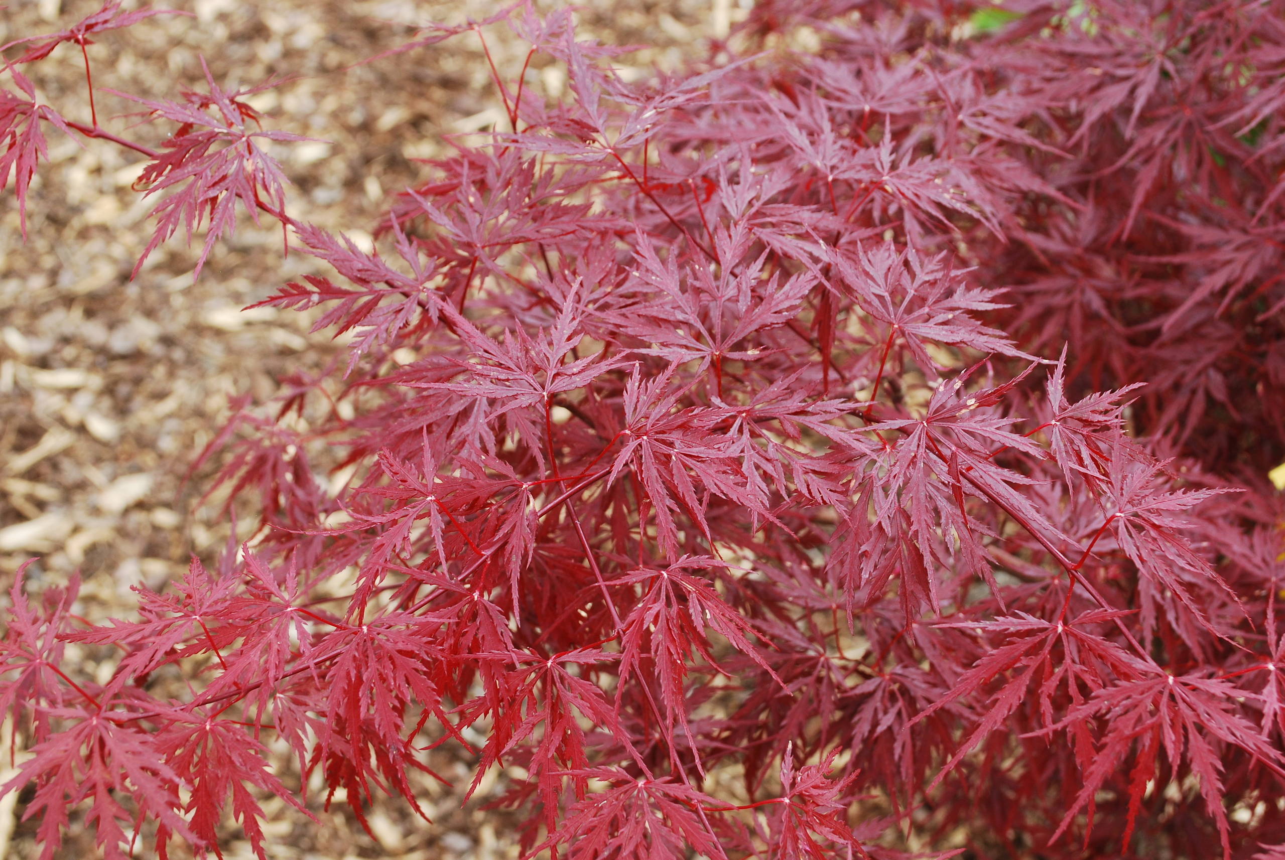 Acer palmatum 'Monticello Gardens'.
