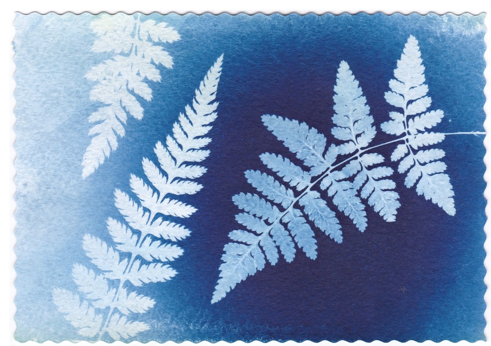 Папоротники (цианотипия)