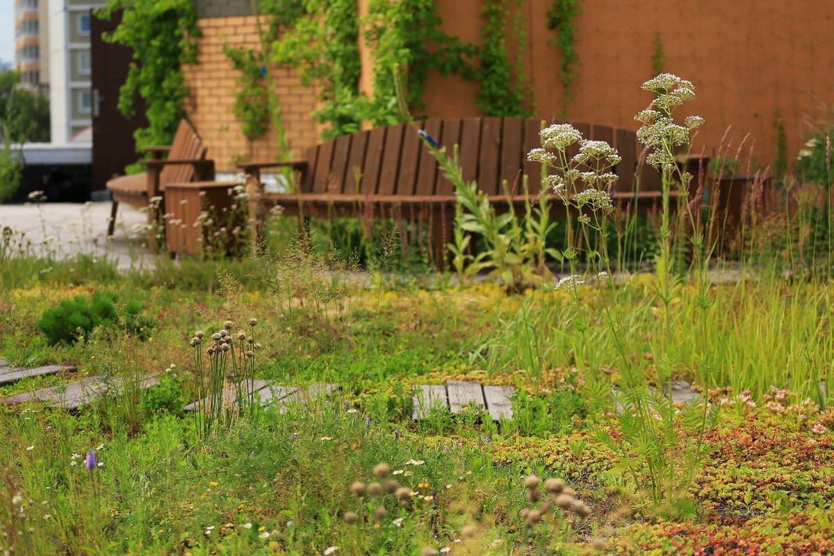 Сад на крыше