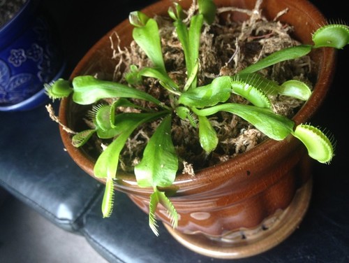 Venus Fly Trap from Lowes.... - Venus Fly Trap from Lowes.