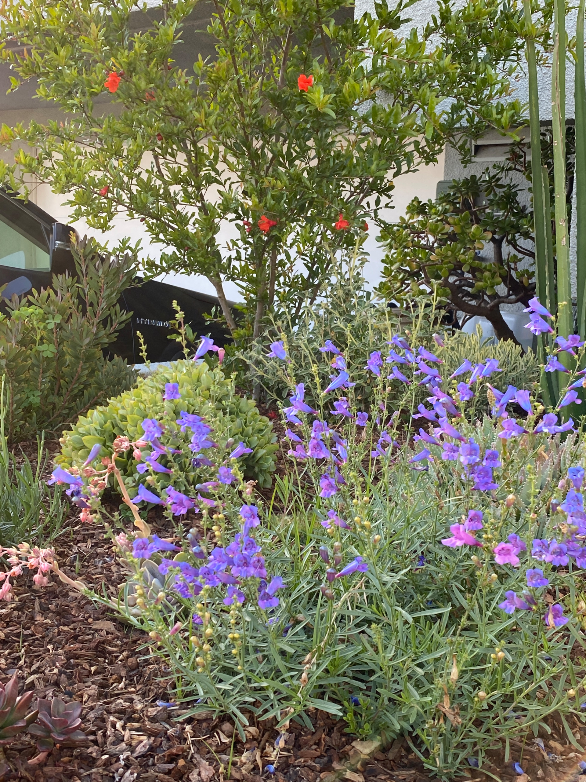 Hermosa Beach, CA: Front Yard Edible Modern Curb Appeal