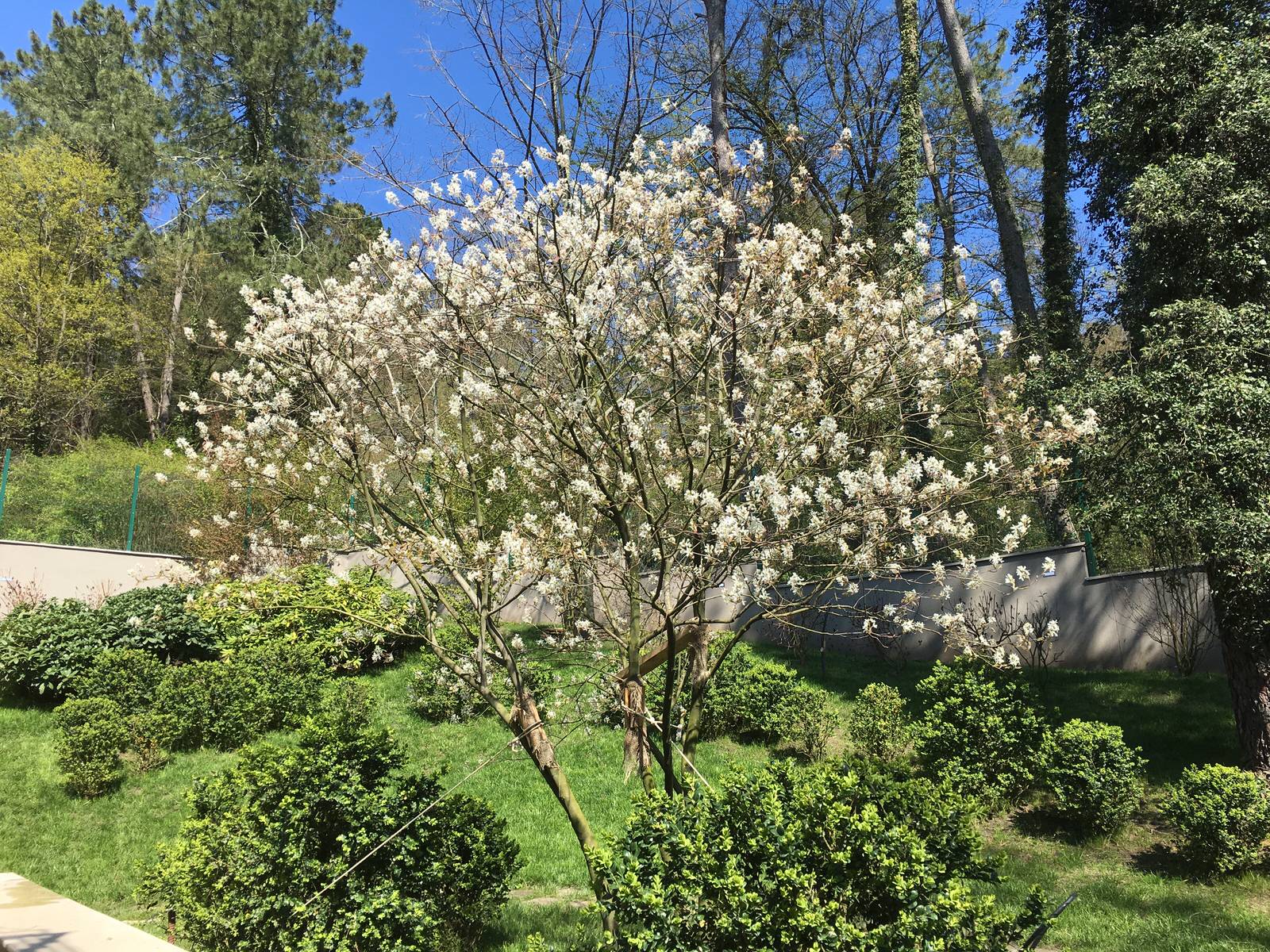 Зеленая роща