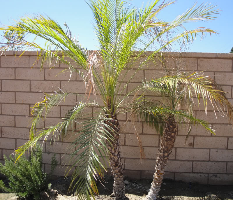 Please help my Pygmy Date Palm (Phoenix Roebelenii)