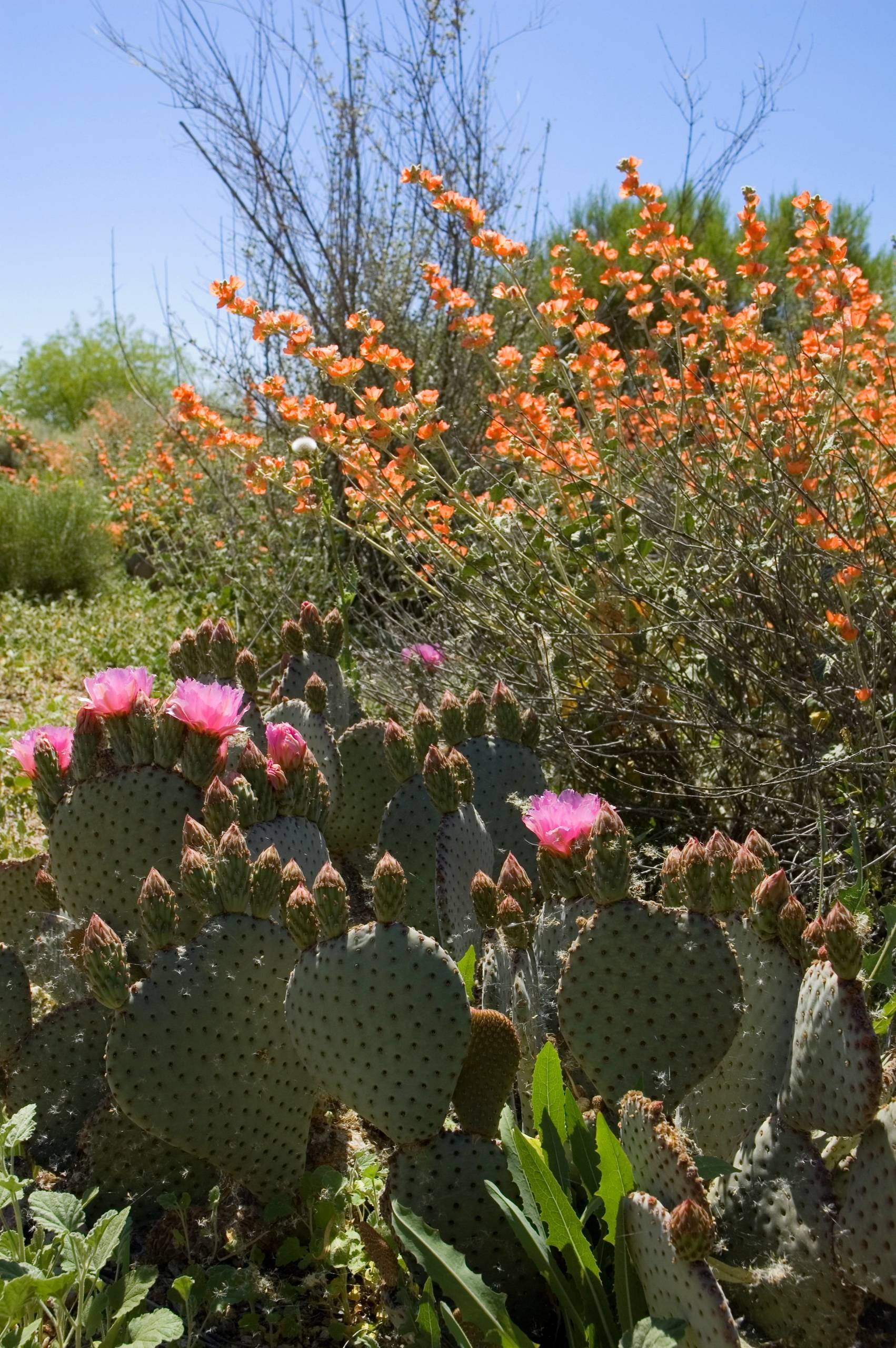 Great Design Plant: Beavertail Prickly Pear Wows With Color