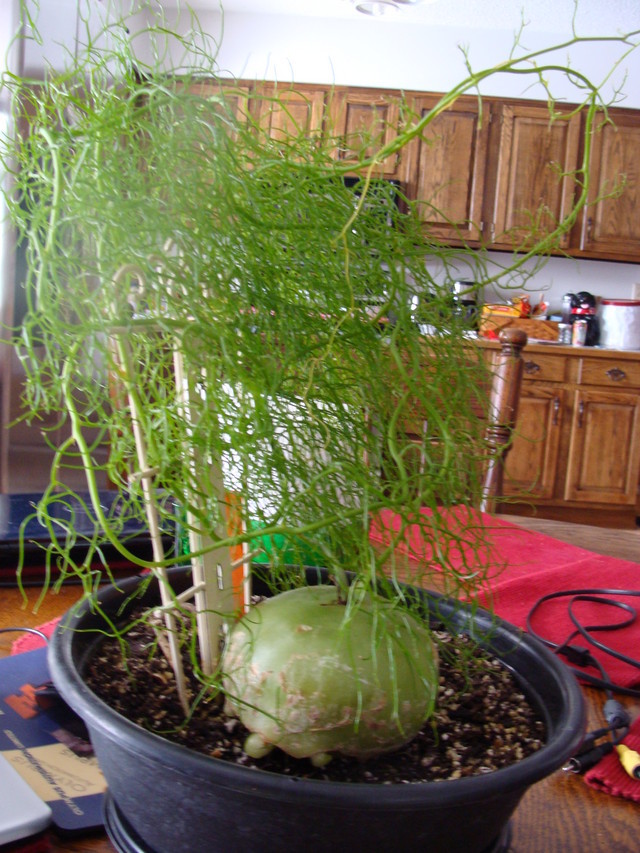 Bowiea-climbing sea onion | Houzz Forum
