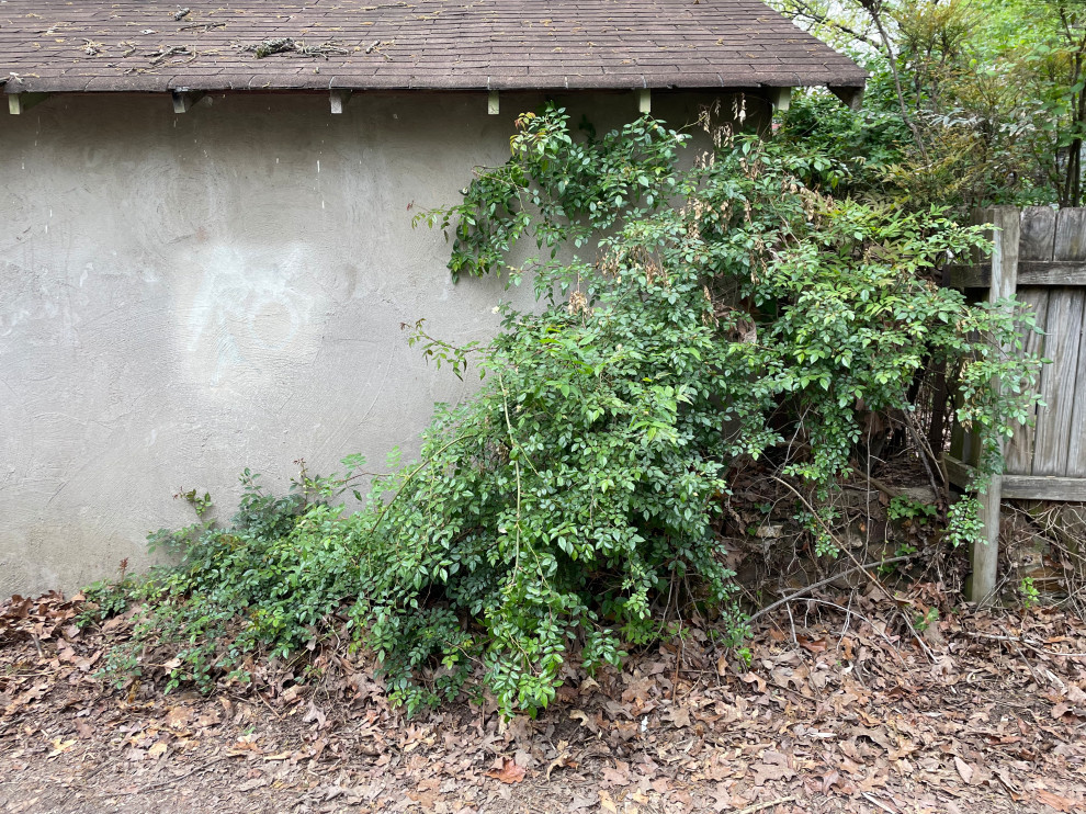 Pale Yellow Sweetheart-type Rose ID Inquiry | Houzz Forum