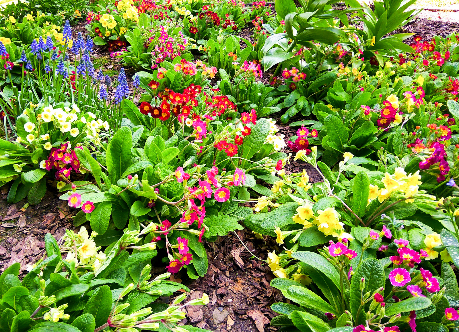 Лобаново, 2012-2021 гг.